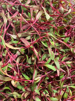 Fresh radish greens at Basecamp in Durango