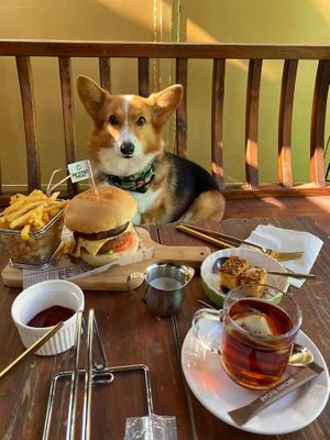 Pets Welcome at Green Element - 園素 in Outlying Islands