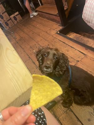 I assume people want dog pics too cause, look at that little face.  at Green Routes Cafe in Oxford