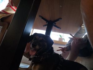 Dogs welcome at Tabi Loo in Leuven