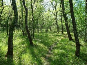 the wood at Sur Mon Chemin  in Cahuzac Sur Vere