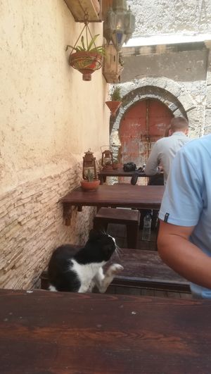 Outdoor sittings : Kitty company :) at La Triskalla in Essaouira