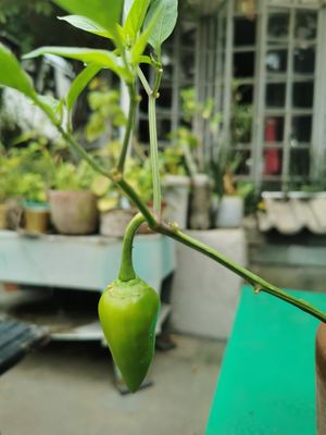  at Capri Island Bakery Cafe in Laguna