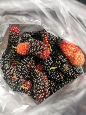  at Capri Island Bakery Cafe in Laguna