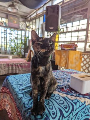  at Capri Island Bakery Cafe in Laguna