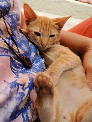  at Capri Island Bakery Cafe in Laguna