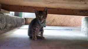  at Capri Island Bakery Cafe in Laguna