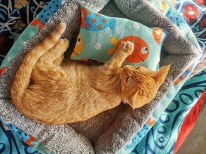  at Capri Island Bakery Cafe in Laguna