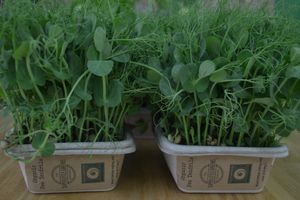 Trays of sprouts  at Simply Organic in Tauranga