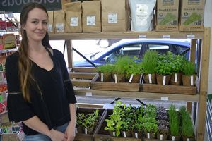 Organic seedlings  at Simply Organic in Tauranga