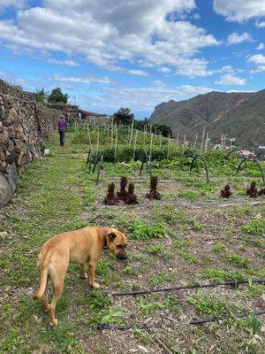 Luna the dog at Eco-Finca de Karin in Tenerife
