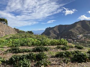 Babylon  at Eco-Finca de Karin in Tenerife