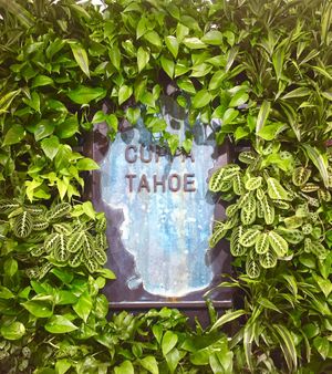 There is a large, beautiful living plant wall located in the drop-in work space. at Cuppa Tahoe in South Lake Tahoe