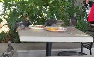 Dirty crockery from pigeons feasting at Nodo in Camp Hill