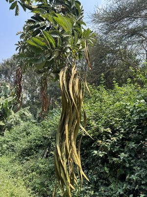   at Themi Living Garden in Arusha