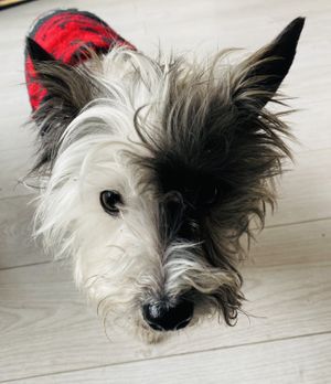 Floyd the shop dog 🐶  at Cogs and Coffee in Selby