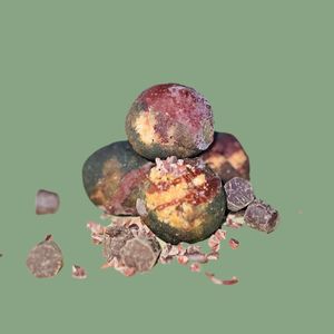  at ingrained in Chicago