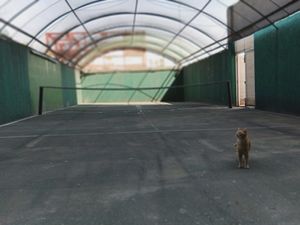 Tenis play at Veganhouse in Mexico City