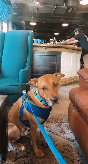 dog friendly!  at Persimmon Hollow Brewing Co in Orlando