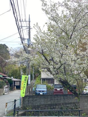 Restaurant is in the left of the photo  at Cotonoha Kitakamakura  in Kamakura
