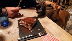 Tiramisù vegan ❤️ at Vegamore in Milan