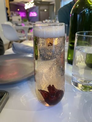 Hibiscus Champange  at Belse in Dallas