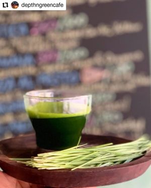 wheatgrass shot at Leaf4Life Superfoods in Mysore