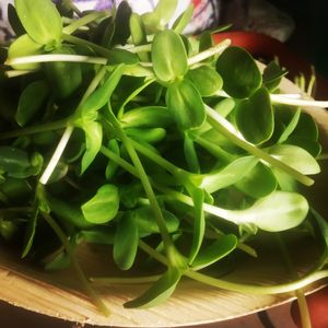 sunflowers microgreens at Leaf4Life Superfoods in Mysore