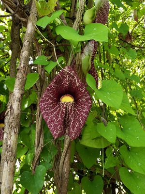 Flowers blooming in the patio area at Garden Truck Foods - Maybe closed in Jacksonville