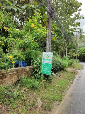  at GoFresh in Phuket