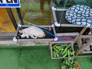  at GoFresh in Phuket