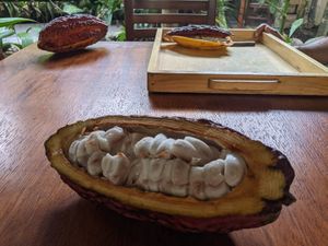 You can taste the fruit of the cocoa pod too! at Yumbos Chocolate in Mindo