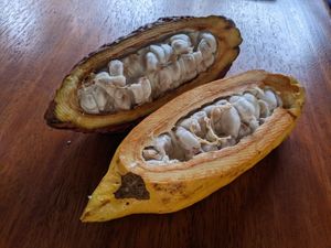 Two types of cocoa pods. The yellow is endemic to Ecuador.  at Yumbos Chocolate in Mindo