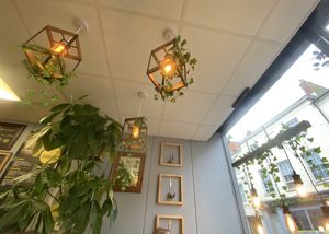 Plants galoree  at Roots in Barnstaple