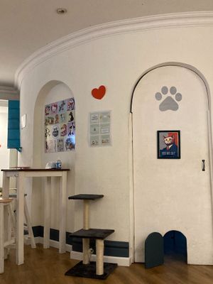 Inside the cafe  at Adrianuzca's Cat Café in Punta Del Este