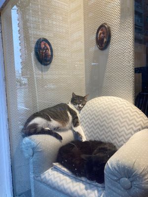 Beautiful cats at Adrianuzca's Cat Café in Punta Del Este