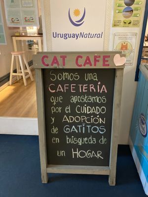 Cat cafe with rescued kittens looking for a home 🧡 at Adrianuzca's Cat Café in Punta Del Este