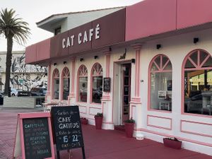   at Adrianuzca's Cat Café in Punta Del Este