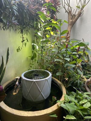 Little garden  at Vlodge Vegan Hotel in Chiang Mai