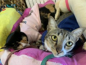 House cats   at Vlodge Vegan Hotel in Chiang Mai