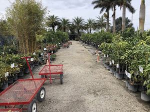 Plants & Trees at Nelson Family Farms in Fort Pierce