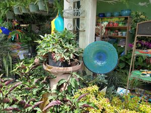 It's the Nelson Family Farm for Bill Lewis of Vero Beach, Florida.  at Nelson Family Farms in Fort Pierce