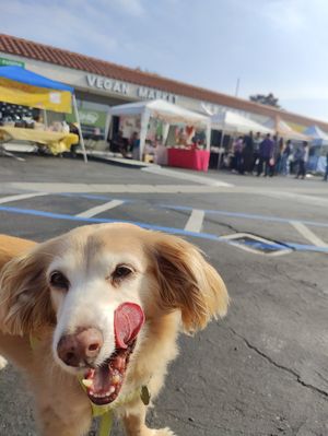 Pup approved plaza! at Urthly Vegan Market in Garden Grove