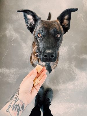 and best vegan doggo treats  at Bakery Bakery - Länggasse in Bern