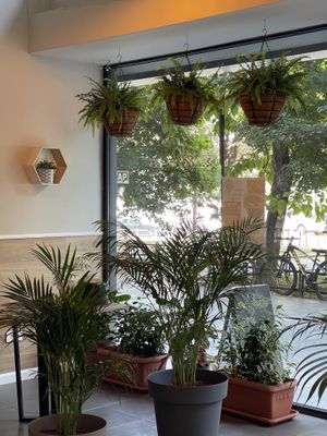 Plants! at Paradise Food in Skopje