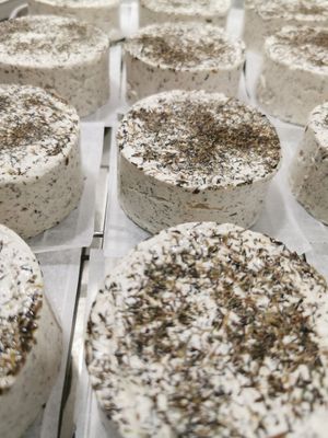 El Montnegre #Veganuary at Terra Vegana  in Girona