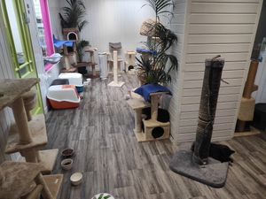 Kitty heaven at The Purr in Dublin