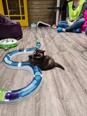 kittens playing  at The Purr in Dublin