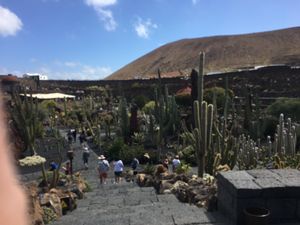 Cactus garden   at Cactus Garden in Lanzarote