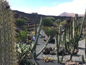 Cactus garden by Cesar Manrique  at Cactus Garden in Lanzarote